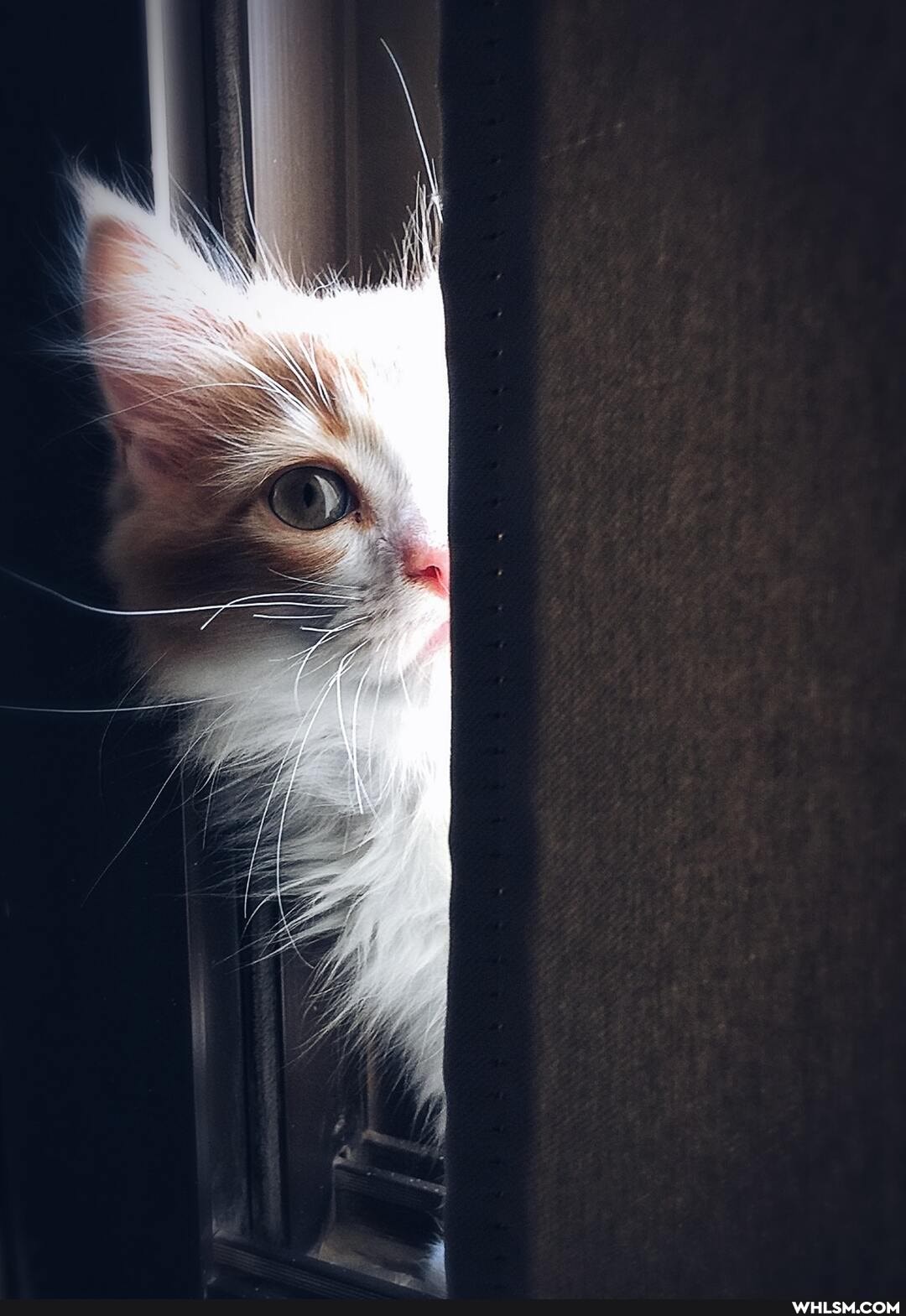 cat, cats, beautiful, cute_animal