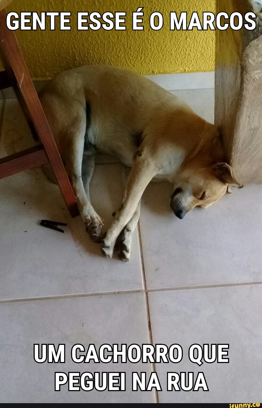 GENTE ESSE É O MARCOS
UM CACHORRO QUE PEGUEI NA RUA