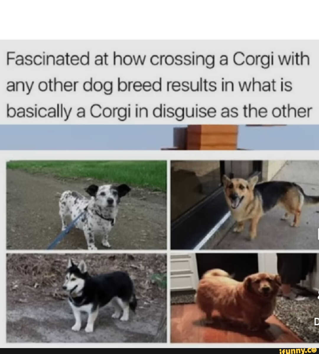 Fascinated at how crossing a Corgi with any other dog breed results in ...