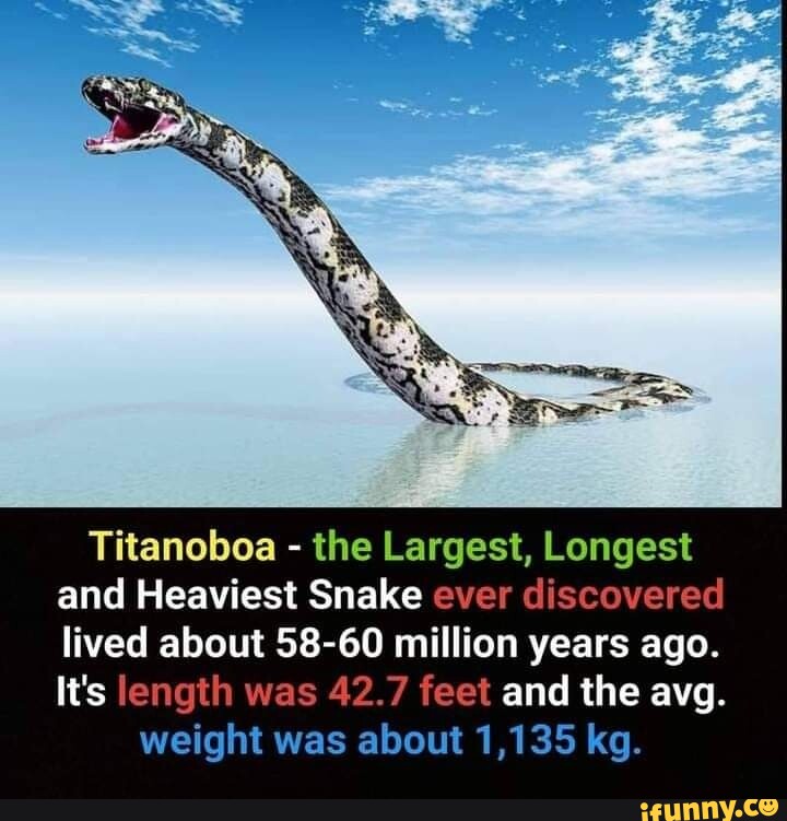 Titanoboa - The Largest, Longest And Heaviest Snake Ever Discovered ...