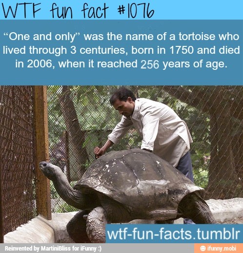 "One and only" was the name of a tortoise who
lived through 3 centuries, born in 1750 and died
in 2006, when it reached 256 years of age.
E on
=wtf-fun-facts.t umblr