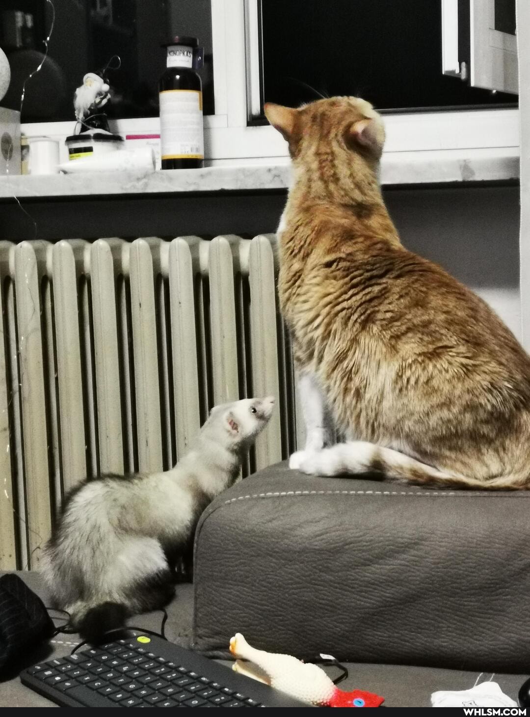ferret, cat, pets, dump