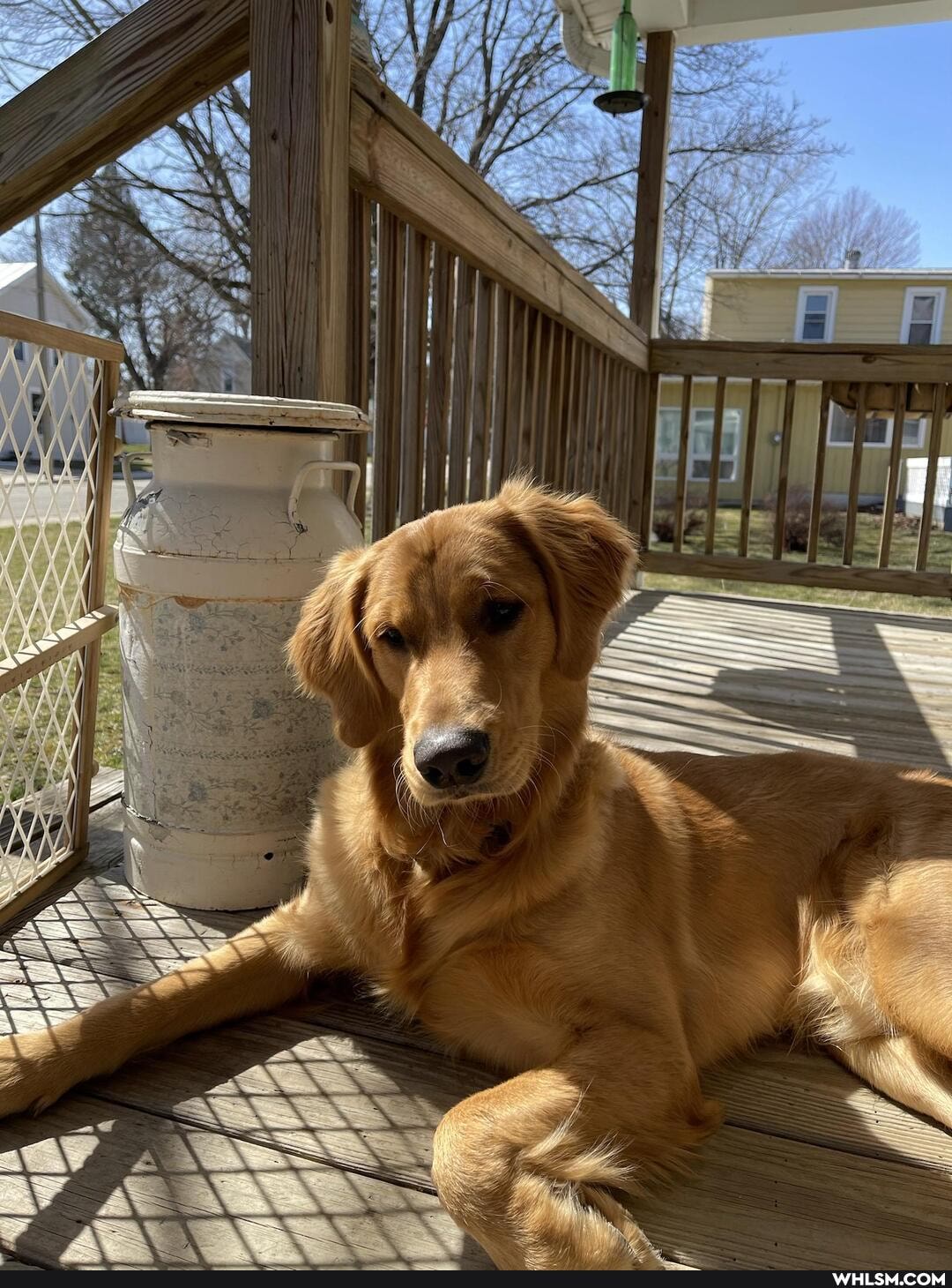 golden_retriever, aww, dog, doggo