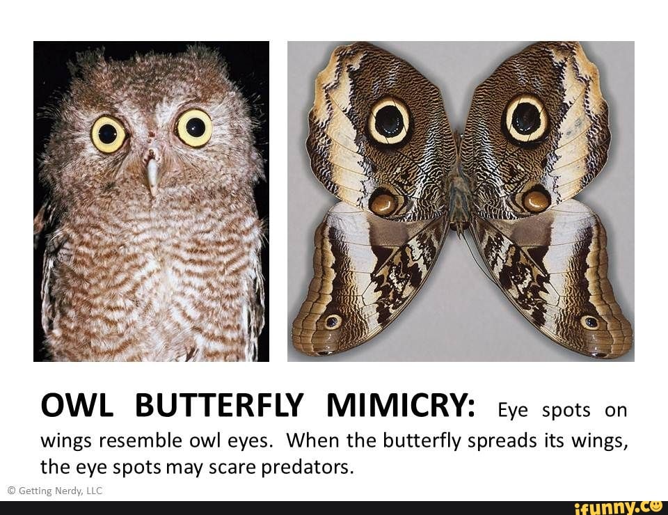 OWL BUTTERFLY MIMICRY ye spots on wings resemble owl eyes. When the