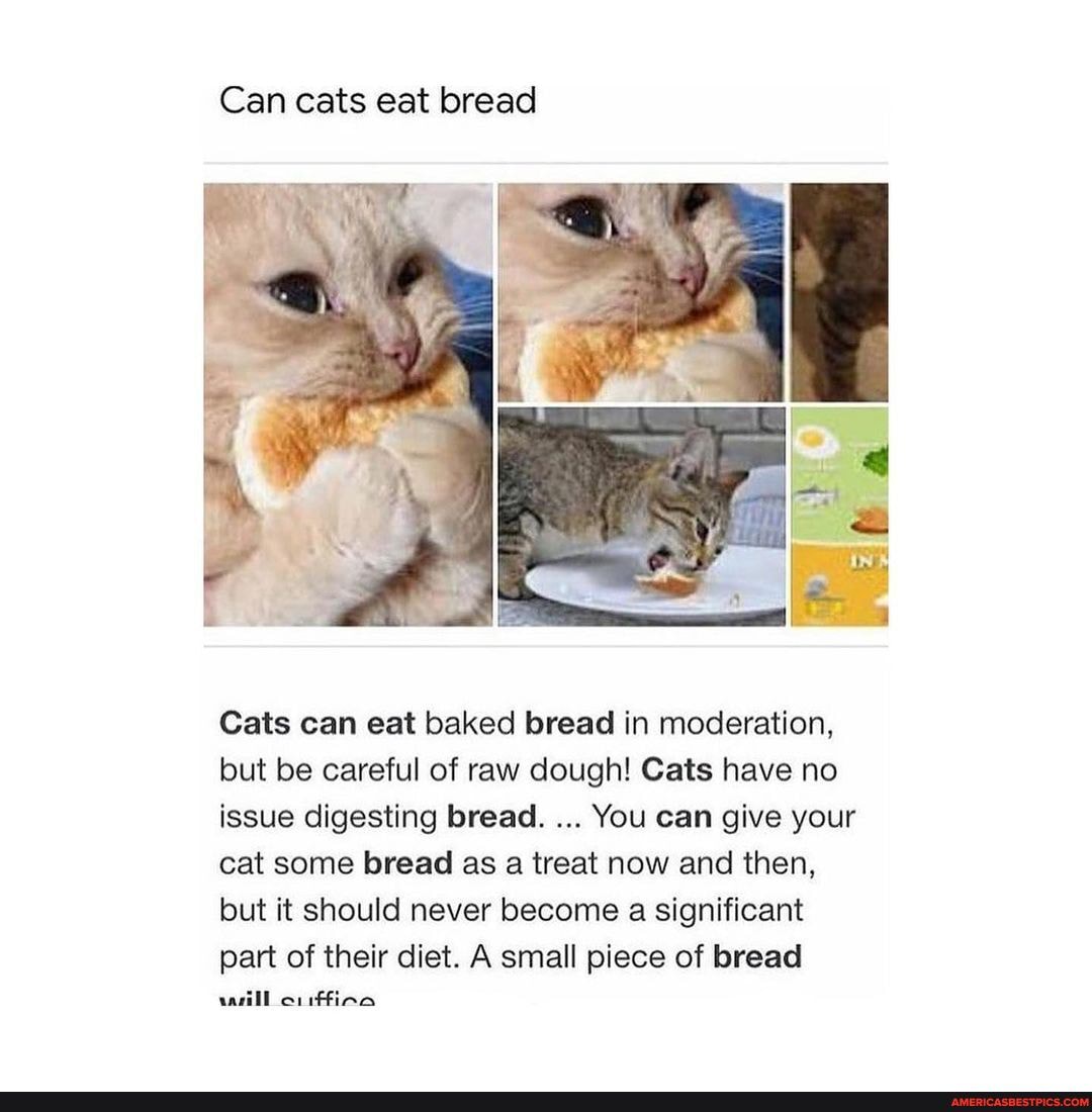 cat eat bread