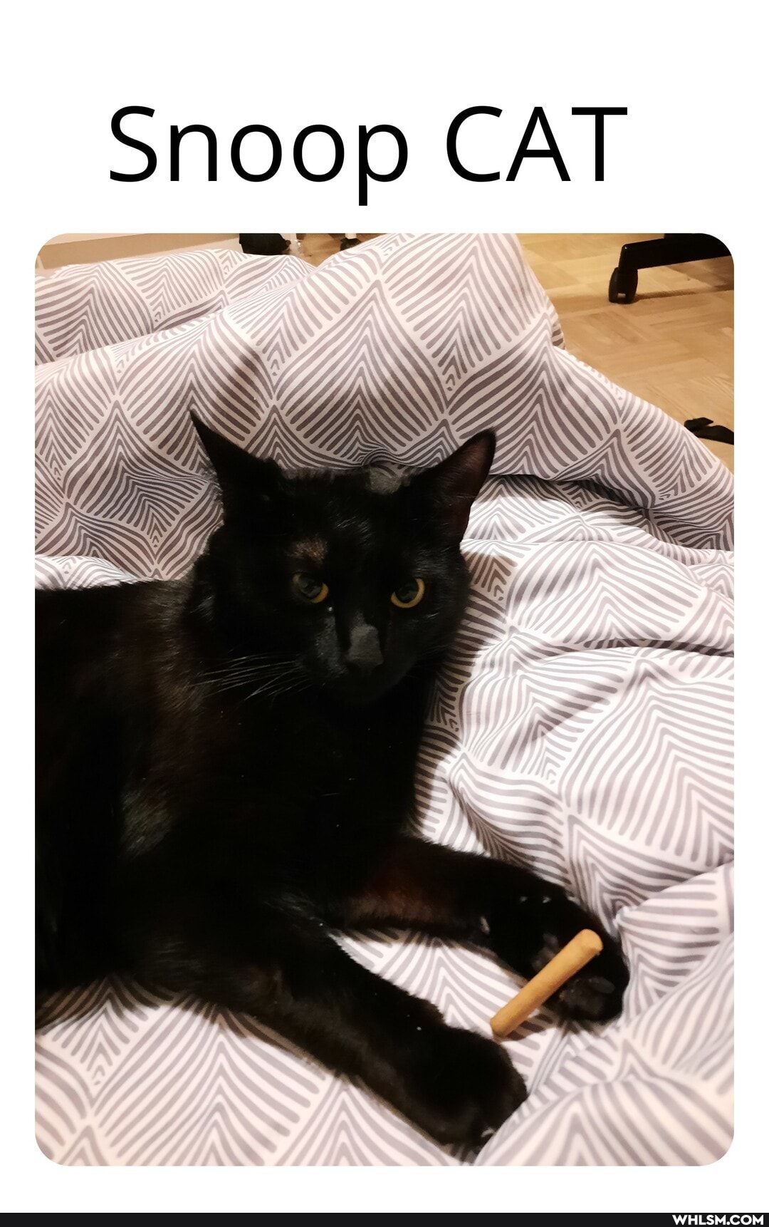 snoop CAT
WW
\A We
WEES SS