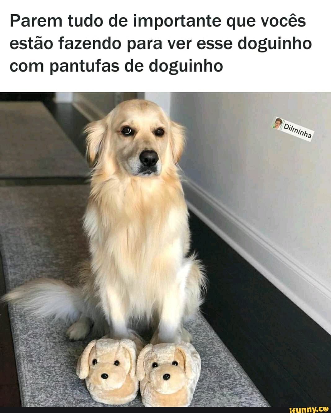 Parem tudo de importante que vocês
estão fazendo para ver esse doguinho
com pantufas de doguinho