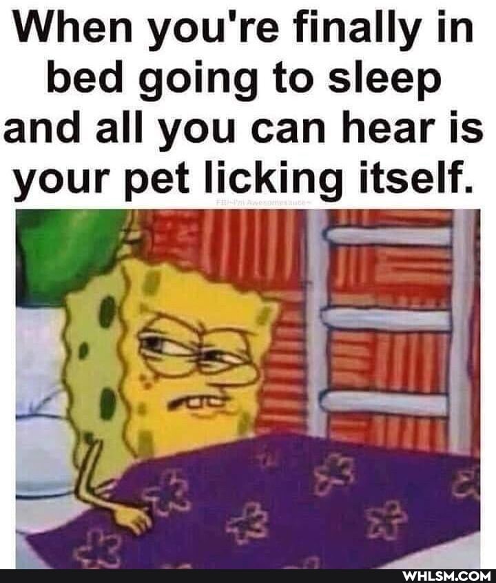 When you're finally in bed going to sleep and all you can hear is your pet licking itself.