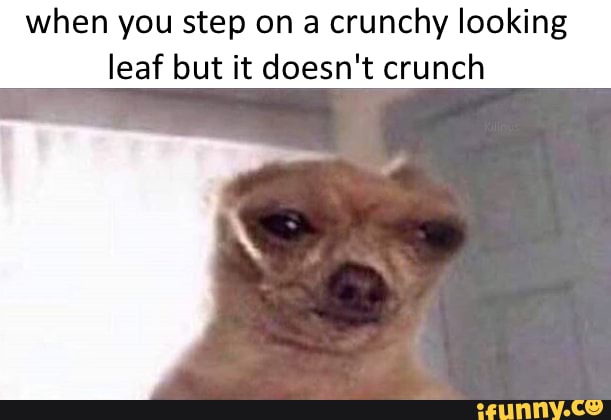 When you step on a crunchy looking leaf but it doesn't crunch - iFunny