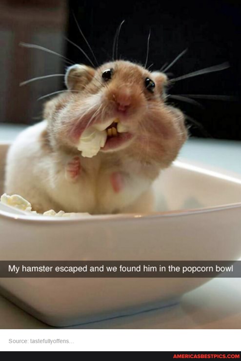 My hamster escaped and we found him in the popcorn bo