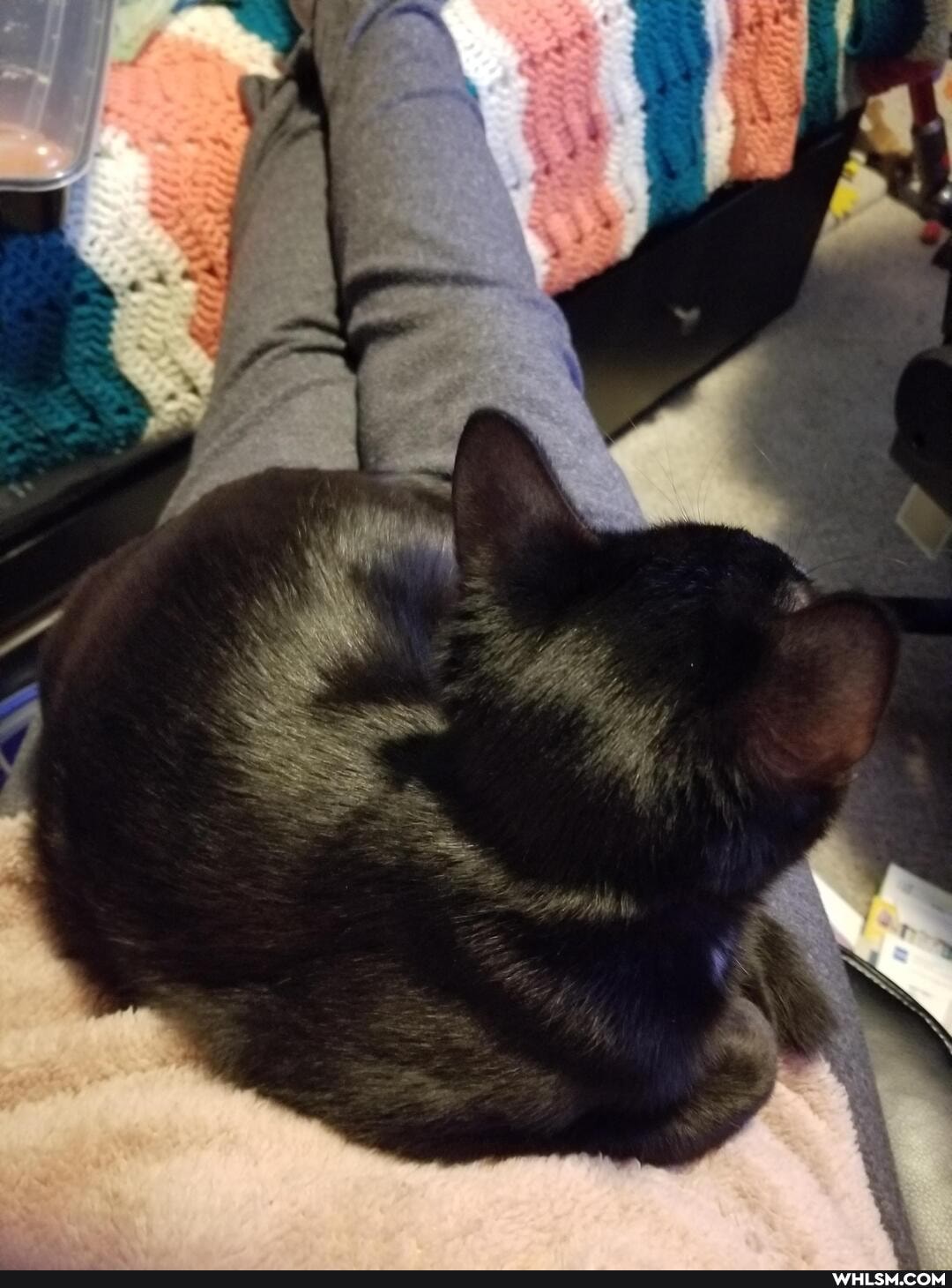 cat, aww, kitten