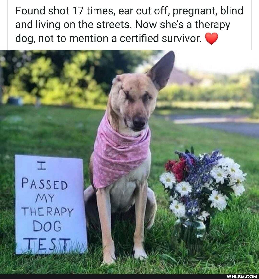 Found shot 17 times, ear cut off, pregnant, blind and living on the streets. Now she's a therapy dog, not to mention a certified survivor.
PASSED MY
THERAPY DOG
AE S)