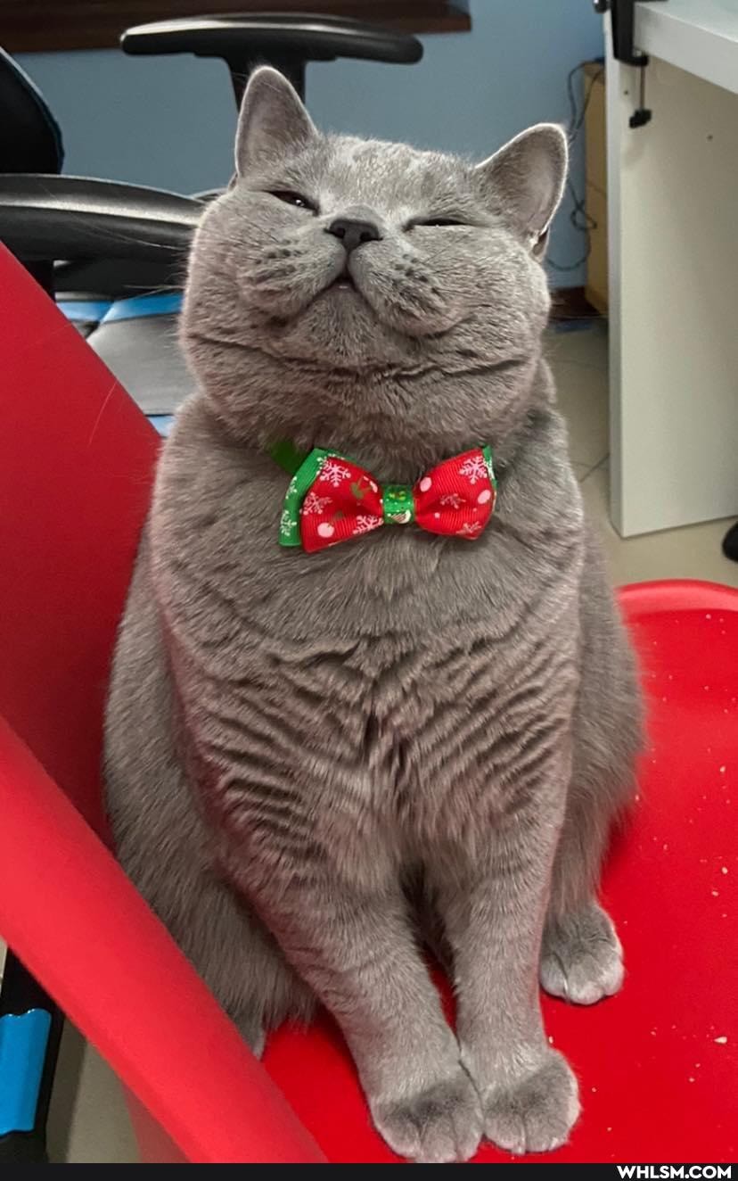 funny, cats, beautiful