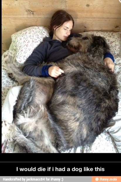 I would die if i had a dog like this - I would die if i had a dog like this