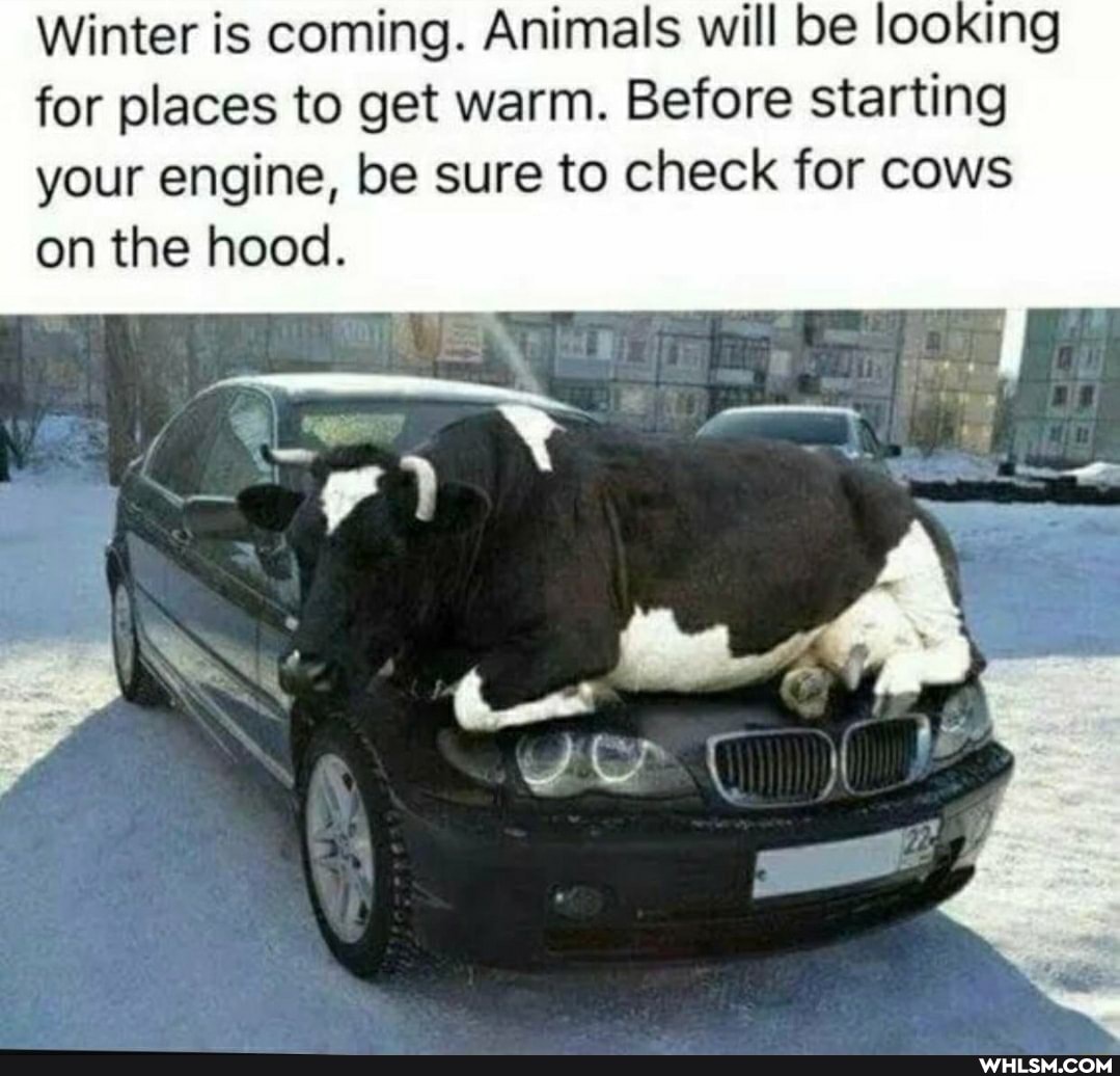 Winter is coming. Animals will be looking for places to get warm. Before starting your engine, be sure to check for cows on the hood.