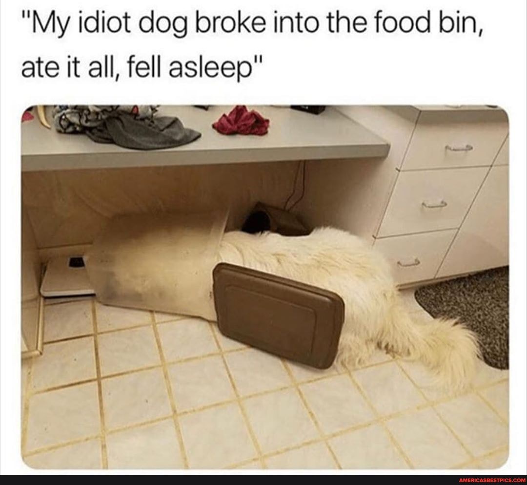 "My idiot dog broke into the food bin, ate it all, fell asleep"