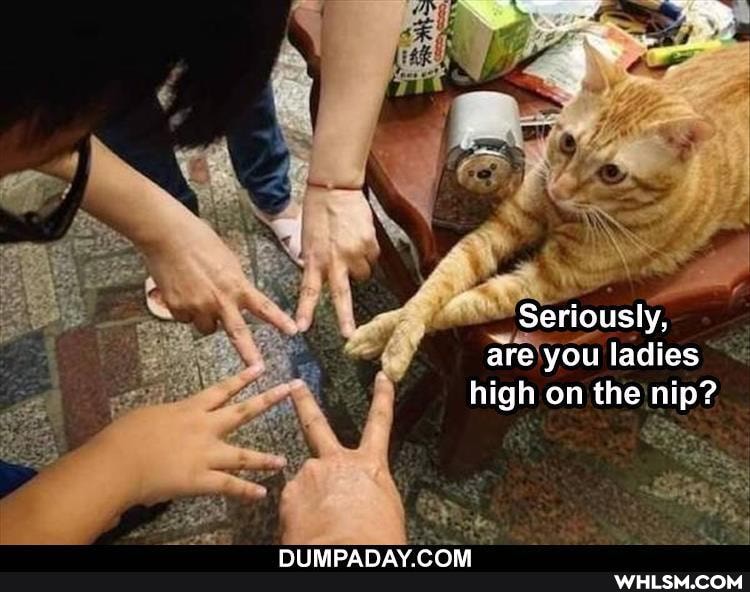 Seriously, are you ladies high on the nip?