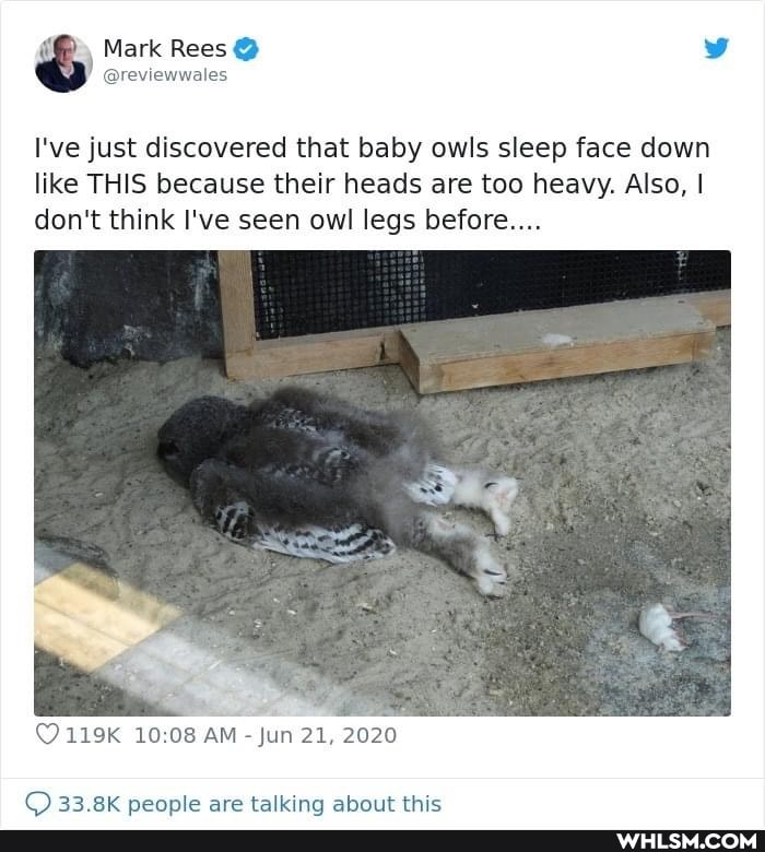 owl, nature, baby_animals