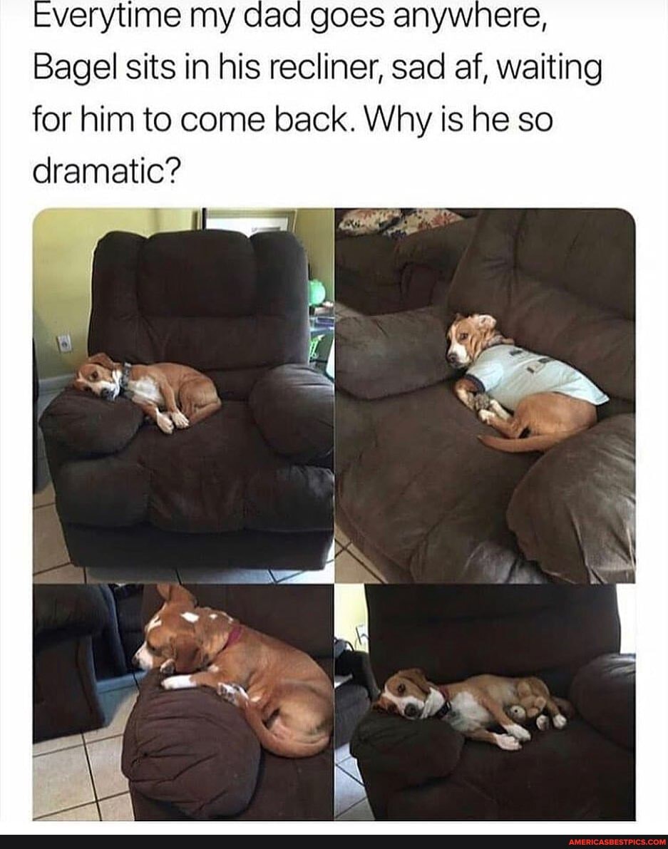 verytime my dad goes anywhere,
Bagel sits in his recliner, sad af, waiting for him to come back. Why is he so dramatic?