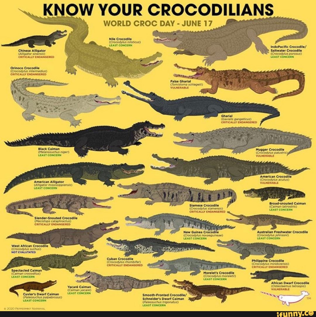 KNOW YOUR CROCODILIANS WORLD CROC DAY JUNE 17 Nile Crocodile