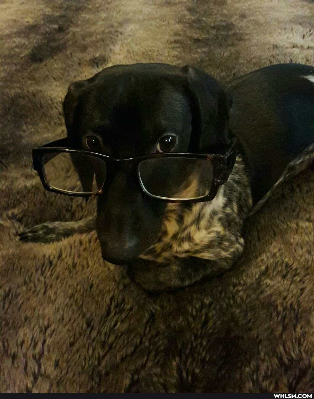 dogs, weiner, advice_animals, eclipse