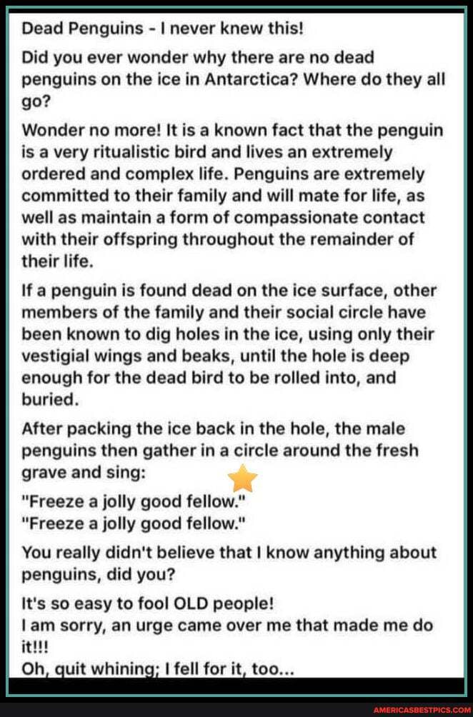 Dead Penguins - I never knew this!
Did you ever wonder why there are no dead penguins on the ice in Antarctica? Where do they all go?
Wonder no more! It is a known fact that the penguin is a very ritualistic bird and lives an extremely ordered and complex life. Penguins are extremely committed to their family and will mate for life, as well as maintain a form of compassionate contact with their offspring throughout the remainder of their life.
if a penguin is found dead on the ice surface, other members of the family and their social circle have been known to dig holes in the ice, using only their
vestigial wings and beaks, until the hole is deep enough for the dead bird to be rolled into, and buried.
After packing the ice back in the hole, the male penguins then gather in a circle around the fresh grave and sing:
"Freeze a jolly good fellow."
"Freeze a jolly good fellow."
You really didn't believe that I know anything about penguins, did you?
It's so easy to fool OLD people!
lam sorry, an urge came over me that made me do
Oh, quit whining; I I fell for it, too...