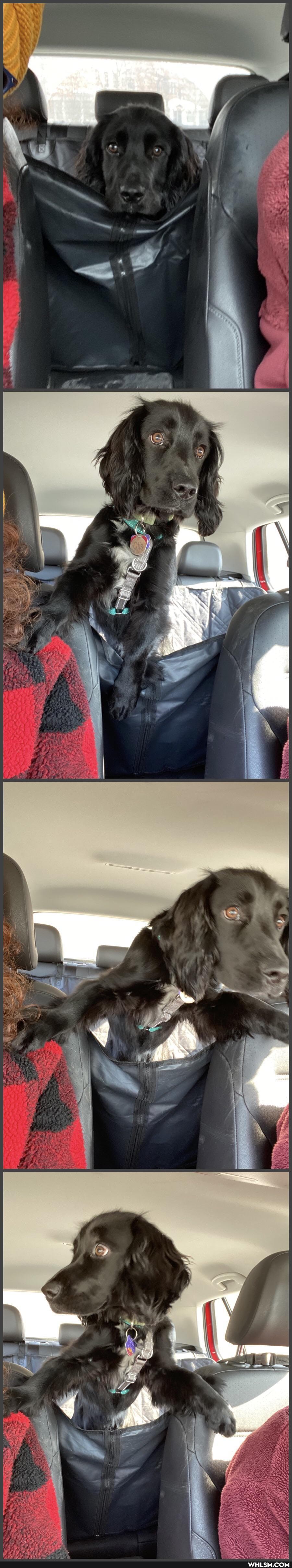 moment, realized, dog, park