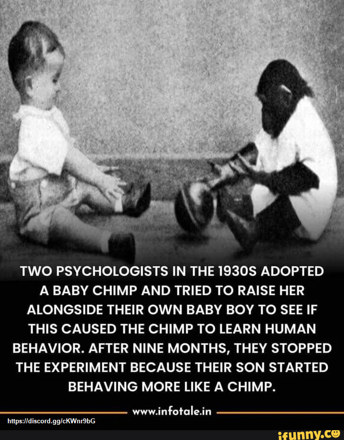 TWO PSYCHOLOGISTS IN THE 1930S ADOPTED A BABY CHIMP AND TRIED TO RAISE ...