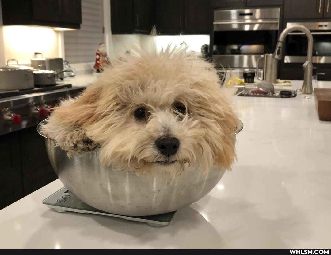 puppy, dog, pets, cute_animal