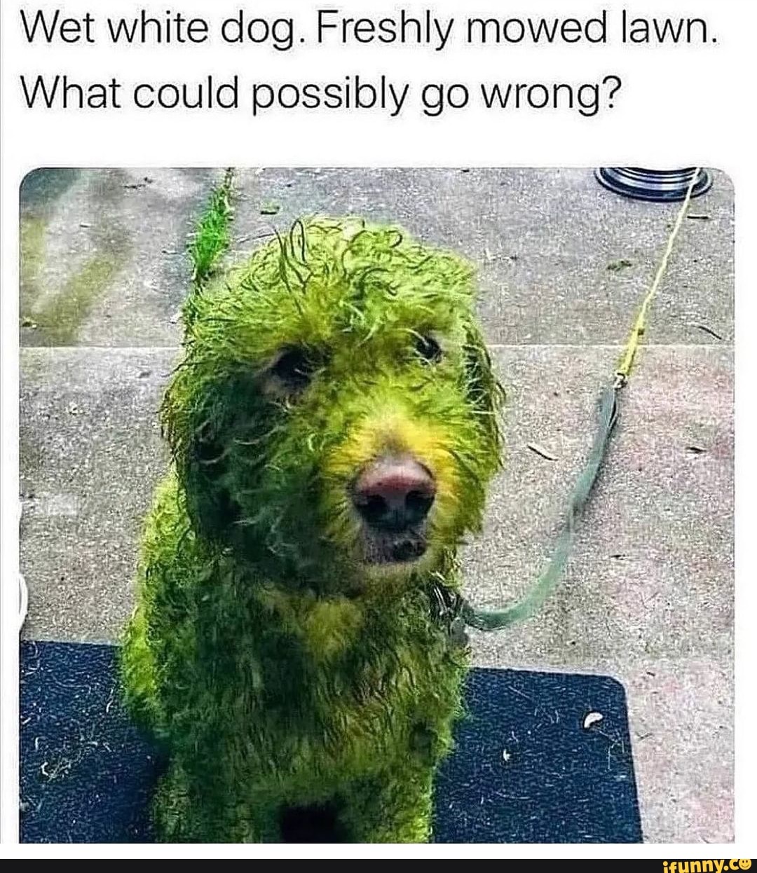 Wet white dog. Freshly mowed lawn. What could possibly go wrong? SS