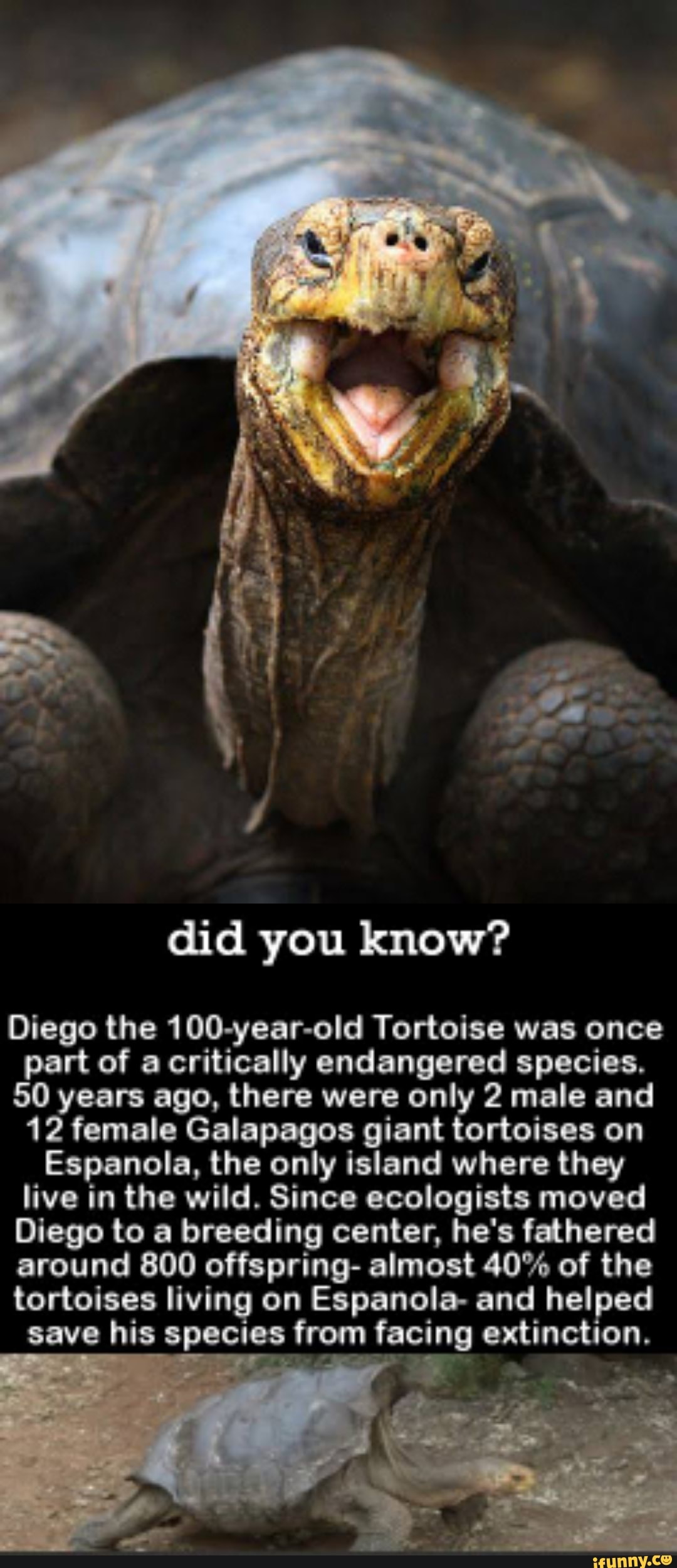 Did you know? Diego the 100-year-old Tortoise was once part of ...