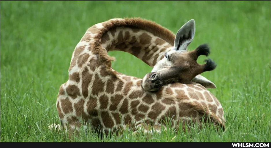 imgur, giraffe, sleep, sleeping