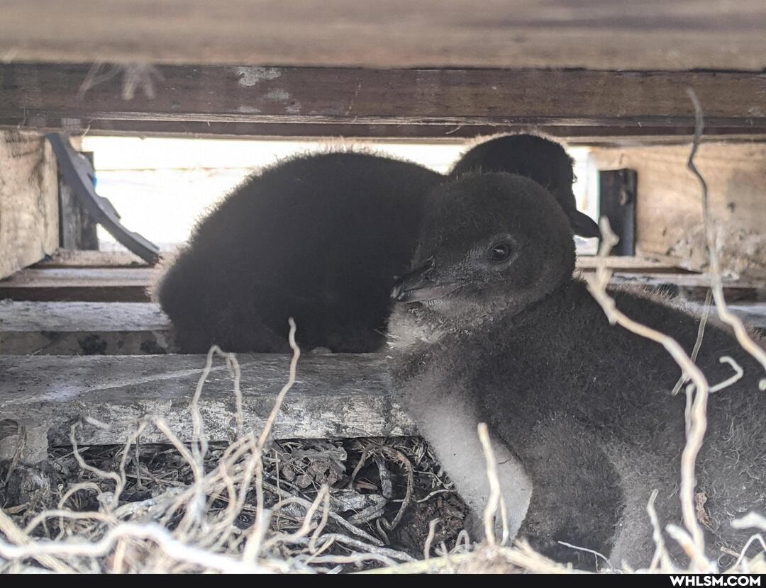 penguins, penguin, cute_animal, baby_animals