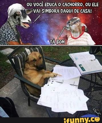 OU VOCÊ EDUCA O CACHORRO, OU ELE
'Se VAI SIMBORA DAQUI DE CASA!