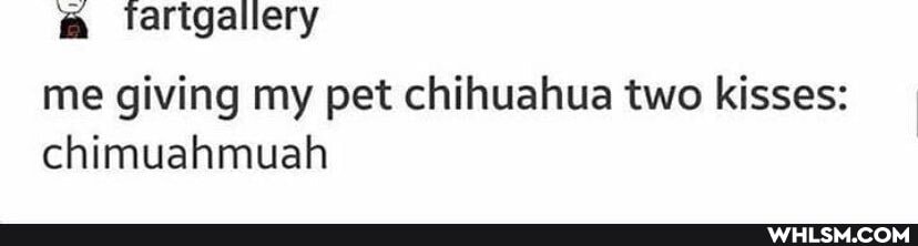 We llacerliciag
me giving my pet chihuahua two kisses: chimuahmuah