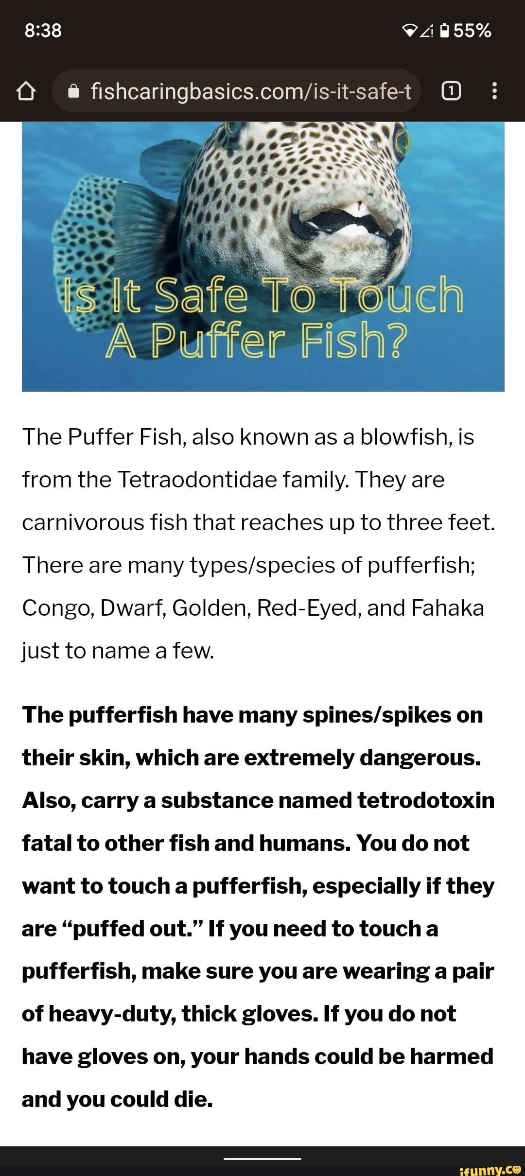 Isit Safe TO A Puffer Fish? The Puffer Fish, also known as a blowfish, is from the