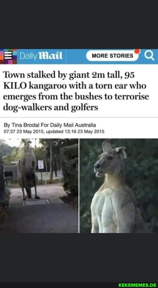 Dally Mail WORE STORES Q
Town stalked by giant tall, 95
KILO kangaroo with a torn ear who emerges from the bushes to terrorise dog-walkers and golfers
By Tina Brodal For Daily Mail Australia
23 May 2015, updated 23 May 2015