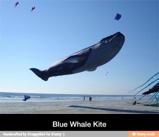Blue Whale Kite - Blue Whale Kite