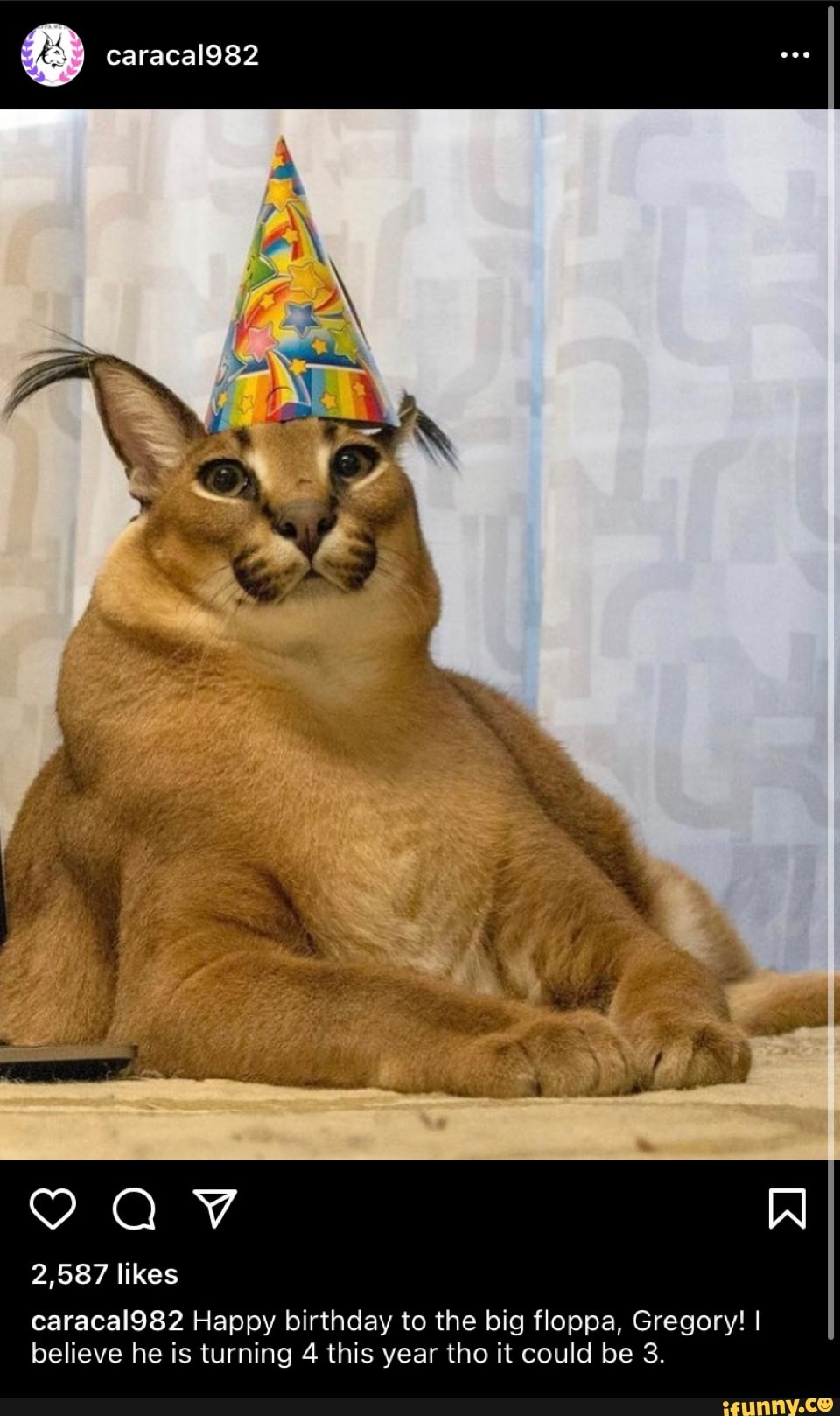 Gregory Caracal AKA Big Floppa - meme post - Imgur