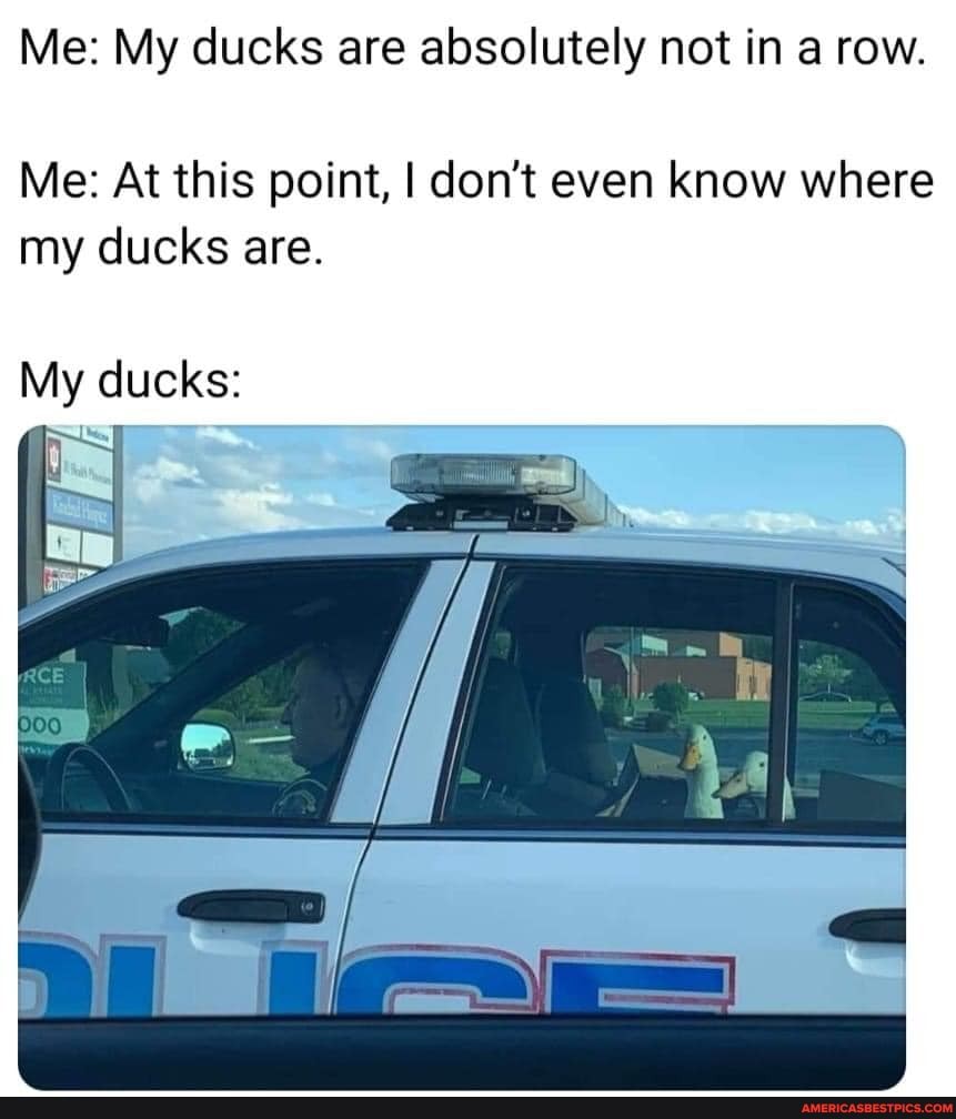 Me: My ducks are absolutely not in a row.
Me: At this point, I don't even know where my ducks are.
My ducks: