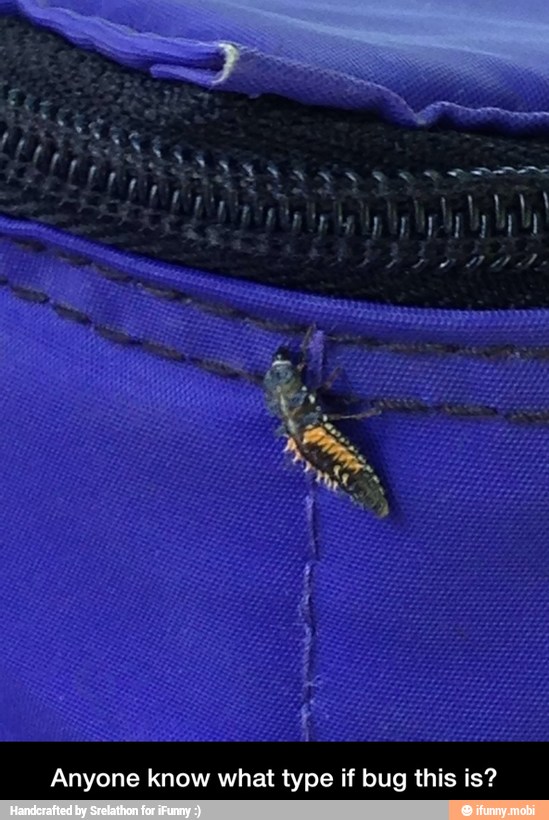 Anyone know what type if bug this is? - Anyone know what type if bug this is?