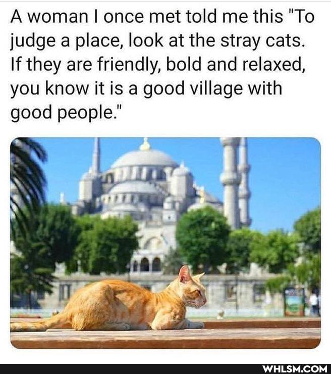 A woman I once met told me this "To judge a place, look at the stray cats.
If they are friendly, bold and relaxed, you know it is a good village with good people."