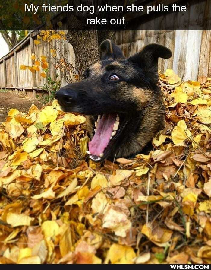 My friends dog when she pulls the rake out.