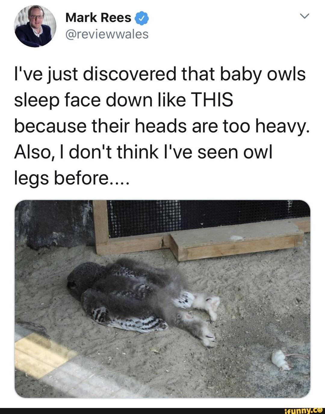 baby owl sleeping face down