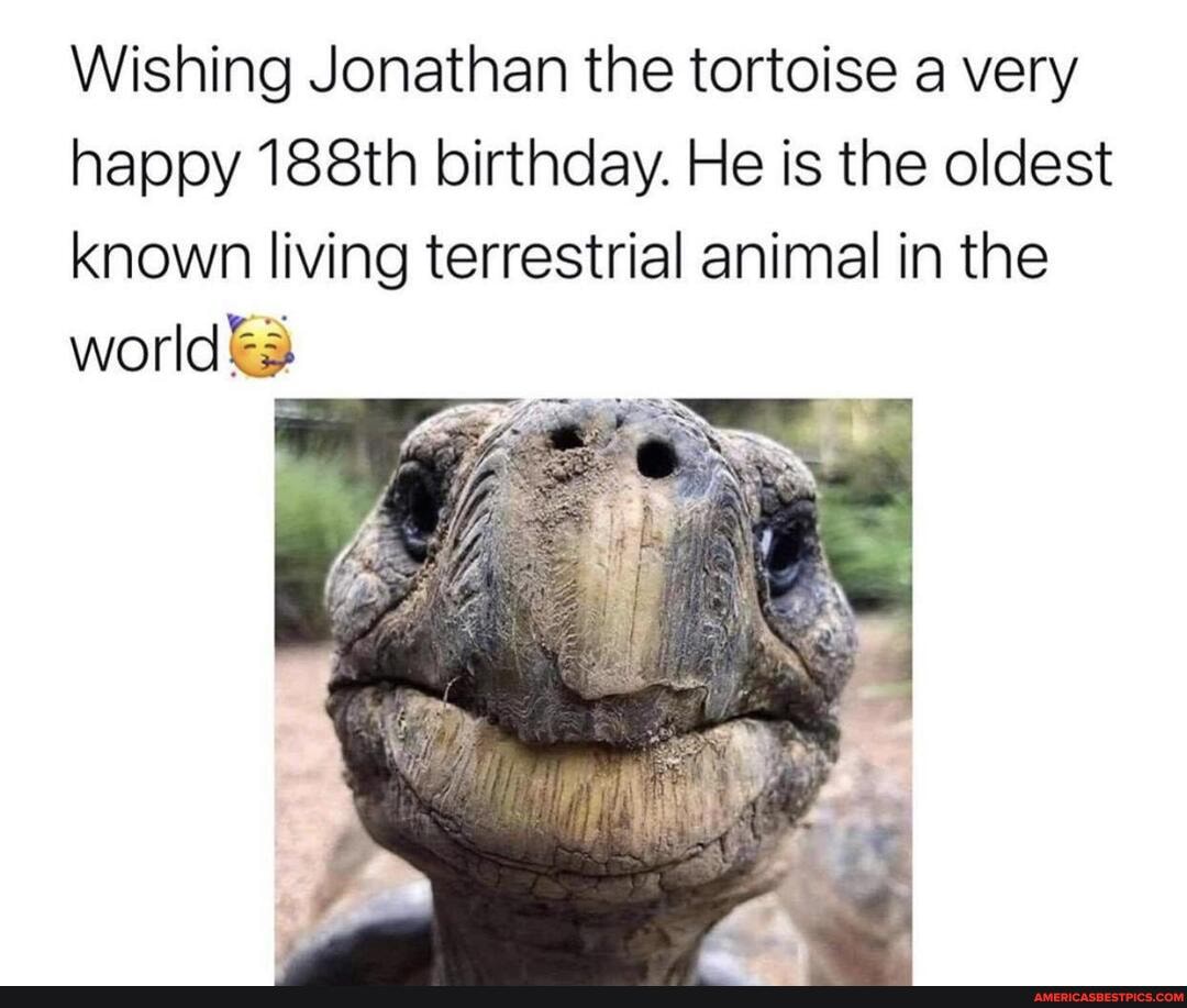 Wishing Jonathan the tortoise a very happy 188th birthday. He is the oldest known living terrestrial animal in the world