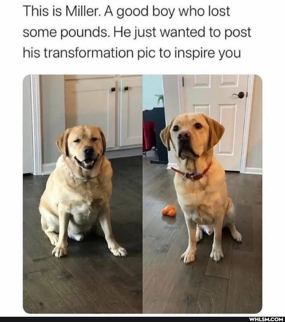 This is Miller. A good boy who lost some pounds. He just wanted to post his transformation pic to inspire you