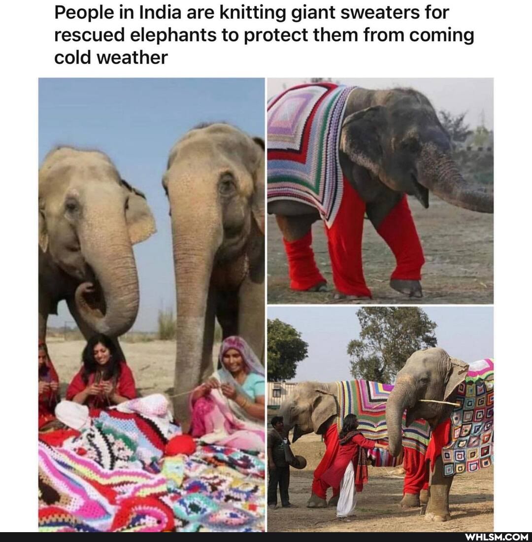 People in India are knitting giant sweaters for rescued elephants to protect them from coming cold weather
ff