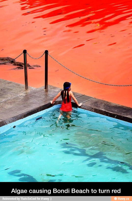 Algae causing B i Beach to turn red - Algae causing Bondi Beach to turn red