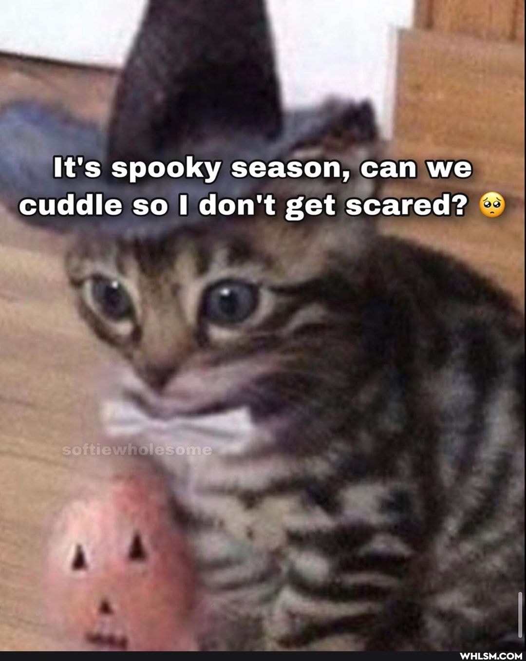 It's spooky season, can we
cuddle so don't get scared?