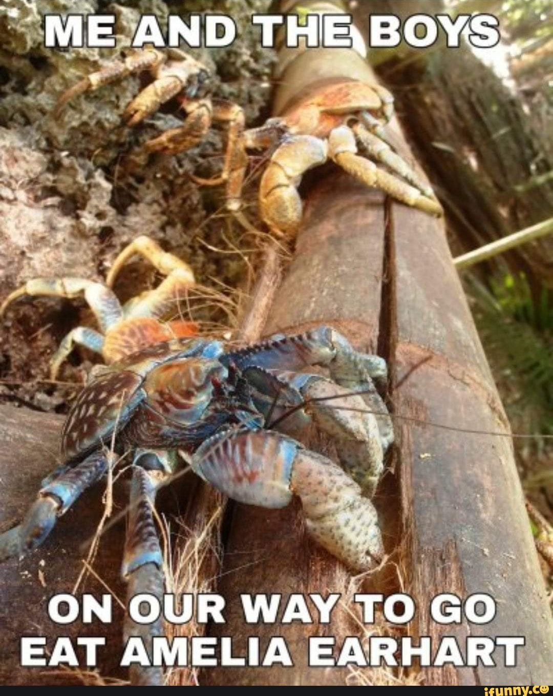 Coconutcrab memes. Best Collection of funny Coconutcrab pictures on iFunny